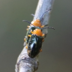 Adoxia sp. (genus) at Moruya, NSW - 25 Aug 2023