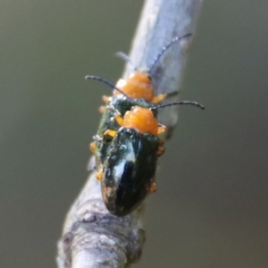 Lamprolina (genus) at Moruya, NSW - suppressed