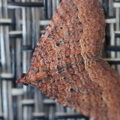 Unidentified Geometer moth (Geometridae) at Moruya, NSW - 24 Aug 2023 by LisaH