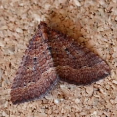 Chrysolarentia trygodes at Moruya, NSW - suppressed