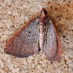 Chrysolarentia trygodes at Moruya, NSW - suppressed