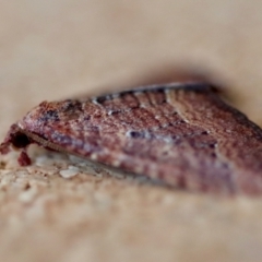 Chrysolarentia trygodes at Moruya, NSW - suppressed