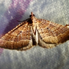 Chrysolarentia trygodes at Moruya, NSW - suppressed