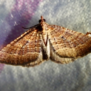 Chrysolarentia trygodes at Moruya, NSW - suppressed