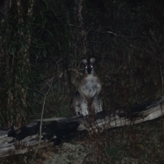 Notamacropus rufogriseus (Red-necked Wallaby) at Red Hill Nature Reserve - 25 Aug 2023 by Ct1000