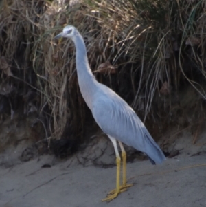 Egretta novaehollandiae at Sunshine Bay, NSW - 25 Aug 2023