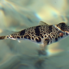 Tetractenos glaber (Smooth Toadfish) at Batemans Marine Park - 25 Aug 2023 by LisaH