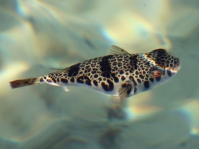 Tetractenos glaber (Smooth Toadfish) at Batemans Marine Park - 25 Aug 2023 by LisaH