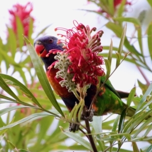 Trichoglossus moluccanus at Moruya, NSW - 25 Aug 2023