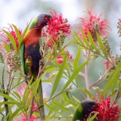 Trichoglossus moluccanus at Moruya, NSW - 25 Aug 2023