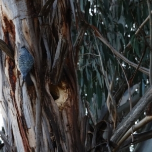 Callocephalon fimbriatum at Hughes, ACT - 25 Aug 2023