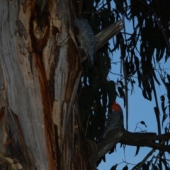 Callocephalon fimbriatum at Hughes, ACT - suppressed