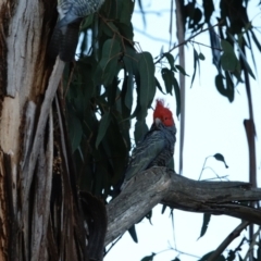 Callocephalon fimbriatum at Hughes, ACT - 25 Aug 2023