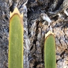 Lomandra longifolia (Spiny-headed Mat-rush, Honey Reed) at Oakey Hill - 24 Aug 2023 by GregC