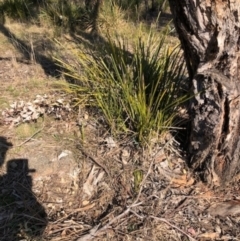 Lomandra longifolia at Lyons, ACT - 24 Aug 2023