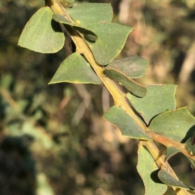 Acacia pravissima (Wedge-leaved Wattle, Ovens Wattle) at Lyons, ACT - 24 Aug 2023 by GregC