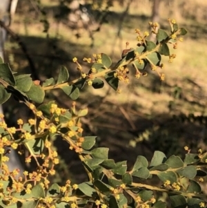 Acacia pravissima at Lyons, ACT - 24 Aug 2023