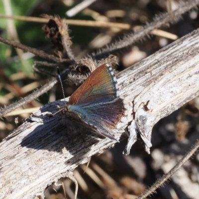 Paralucia spinifera (Bathurst or Purple Copper Butterfly) at Rendezvous Creek, ACT - 24 Aug 2023 by RAllen