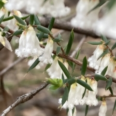 Leucopogon fletcheri subsp. brevisepalus (Twin Flower Beard-Heath) at Bruce, ACT - 19 Aug 2023 by lyndallh