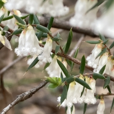 Styphelia fletcheri subsp. brevisepala (Twin Flower Beard-Heath) at Bruce, ACT - 19 Aug 2023 by lyndallh