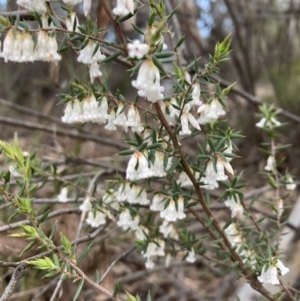 Styphelia fletcheri subsp. brevisepala at Bruce, ACT - 19 Aug 2023