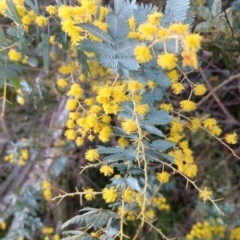 Acacia baileyana (Cootamundra Wattle, Golden Mimosa) at Mulligans Flat - 24 Aug 2023 by JasoL