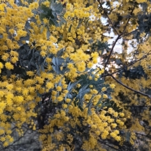 Acacia baileyana at Gungahlin, ACT - 24 Aug 2023