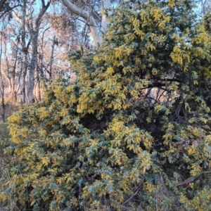 Acacia baileyana at Gungahlin, ACT - 24 Aug 2023