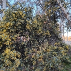 Acacia baileyana at Gungahlin, ACT - 24 Aug 2023