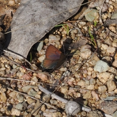 Paralucia spinifera (Bathurst or Purple Copper Butterfly) at Rendezvous Creek, ACT - 24 Aug 2023 by RAllen