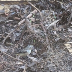 Pardalotus punctatus at Phillip, ACT - 23 Aug 2023