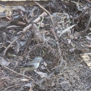 Pardalotus punctatus at Phillip, ACT - 23 Aug 2023