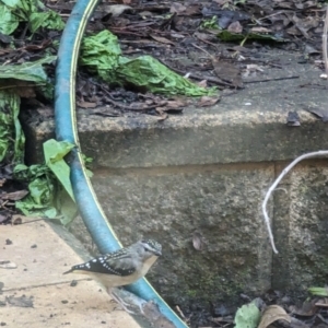 Pardalotus punctatus at Phillip, ACT - suppressed