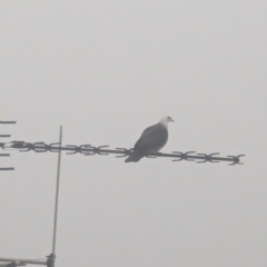 Columba leucomela (White-headed Pigeon) at Phillip, ACT - 25 Aug 2023 by stofbrew