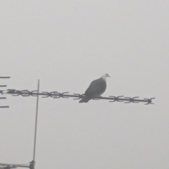 Columba leucomela (White-headed Pigeon) at Phillip, ACT - 24 Aug 2023 by stofbrew