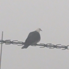 Columba leucomela at Phillip, ACT - 25 Aug 2023