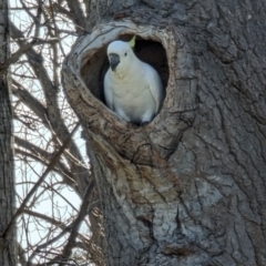 Cacatua galerita at Curtin, ACT - 25 Aug 2023