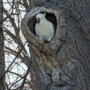 Cacatua galerita at Curtin, ACT - 25 Aug 2023