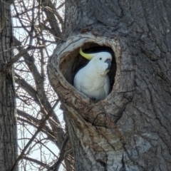 Cacatua galerita at Curtin, ACT - 25 Aug 2023