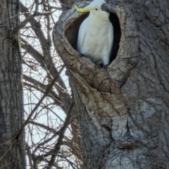 Cacatua galerita at Curtin, ACT - 25 Aug 2023