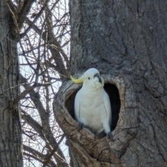 Cacatua galerita at Curtin, ACT - 25 Aug 2023