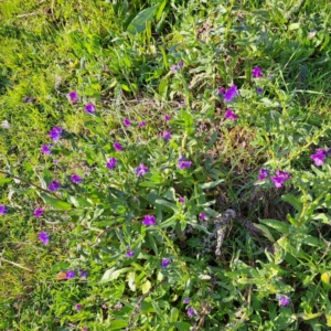 Echium plantagineum at Majura, ACT - 24 Aug 2023 04:06 PM