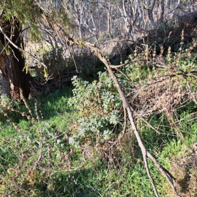 Marrubium vulgare (Horehound) at Majura, ACT - 24 Aug 2023 by abread111
