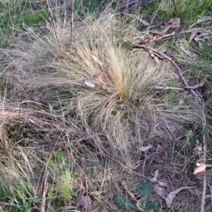 Nassella trichotoma at Majura, ACT - 24 Aug 2023