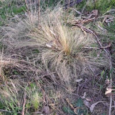 Nassella trichotoma (Serrated Tussock) at Majura, ACT - 24 Aug 2023 by abread111