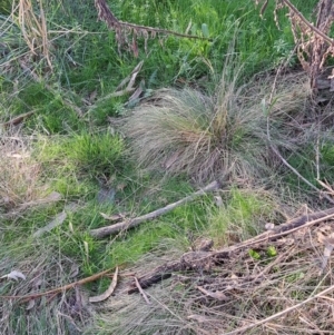 Nassella trichotoma at Majura, ACT - 24 Aug 2023