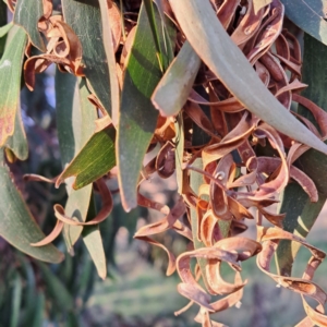 Acacia implexa at Majura, ACT - 24 Aug 2023