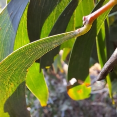 Acacia implexa at Majura, ACT - 24 Aug 2023