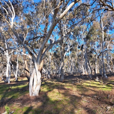 Eucalyptus mannifera (Brittle Gum) at Mount Majura - 24 Aug 2023 by abread111