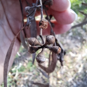 Eucalyptus mannifera at Majura, ACT - 24 Aug 2023